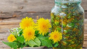 Одуванчик — народное сокровище под нашими ногами