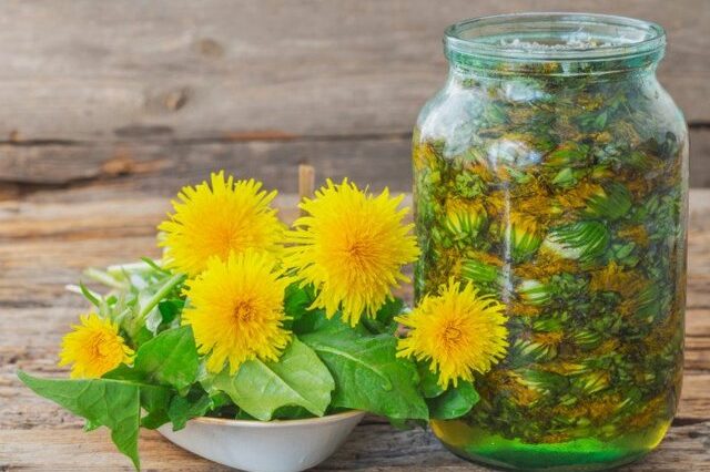 Одуванчик — народное сокровище под нашими ногами