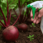 Свекла набирает силу: 3 простых действия для активного роста корнеплодов 14 Свекла набирает силу: 3 простых действия для активного роста корнеплодов