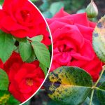Как заставить розы цвести и не болеть: два доступных аптечных средства для подкормки 14 Как заставить розы цвести и не болеть: два доступных аптечных средства для подкормки