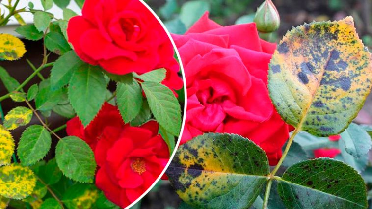 Как заставить розы цвести и не болеть: два доступных аптечных средства для подкормки