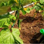 Есть на каждой кухне. Подкормка для огурцов из простого продукта. Быстрый рост гарантирован. 13 Есть на каждой кухне. Подкормка для огурцов из простого продукта. Быстрый рост гарантирован.