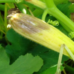 Что делать, если загнивают завязи кабачков – советы опытных дачников