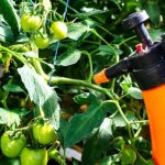 Забудьте, что такое фитофтора — лучшие натуральные методы борьбы!