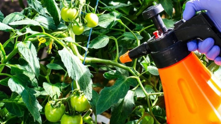 Забудьте, что такое фитофтора — лучшие натуральные методы борьбы!