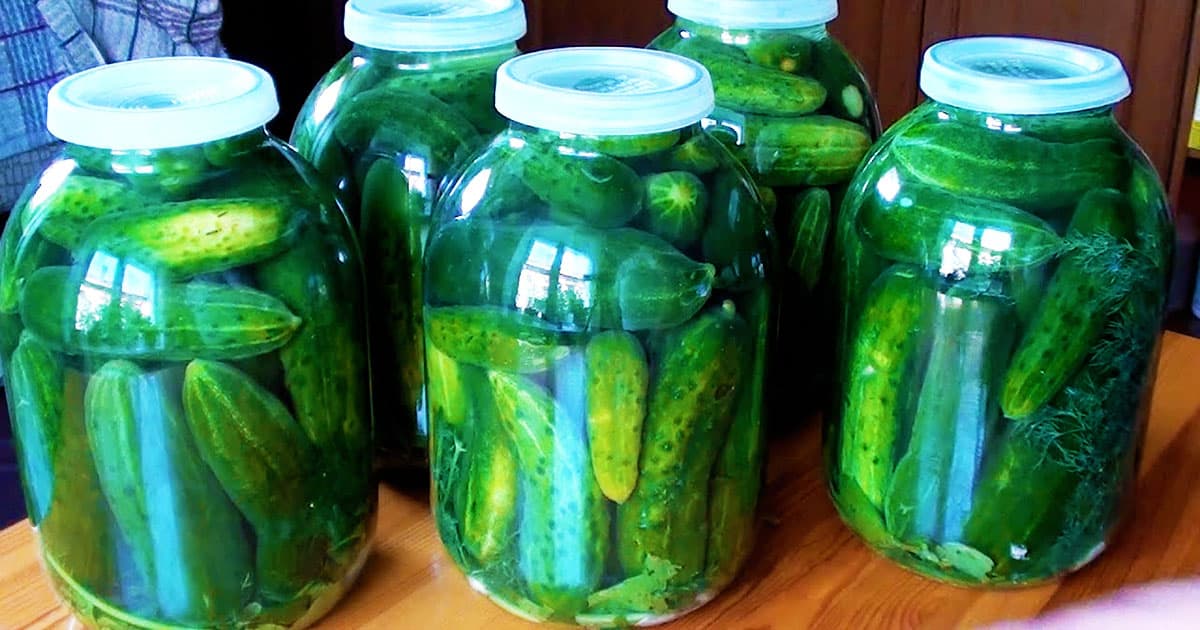 Огурцы по дедовскому рецепту: холодный способ под капроновую крышку без стерилизации!
