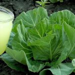 Если на капусте уже выросло 7 настоящих листьев — пора вносить первое удобрение 14 Если на капусте уже выросло 7 настоящих листьев — пора вносить первое удобрение