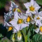 Что делать, если картофель наращивает ботву, а клубни не образуются: 4 главные причины 14 Что делать, если картофель наращивает ботву, а клубни не образуются: 4 главные причины