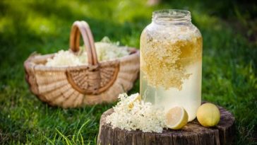 Домашний квас из бузины: как приготовить полезный и вкусный напиток