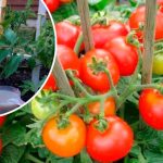 Не упустите важную подкормку томатов во время налива плодов: секреты обильного и вкусного урожая 12 Не упустите важную подкормку томатов во время налива плодов: секреты обильного и вкусного урожая