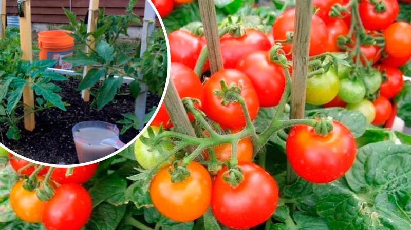 Не упустите важную подкормку томатов во время налива плодов: секреты обильного и вкусного урожая