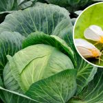 Как избавиться от белокрылки без химии: эффективные советы для капусты 14 Как избавиться от белокрылки без химии: эффективные советы для капусты