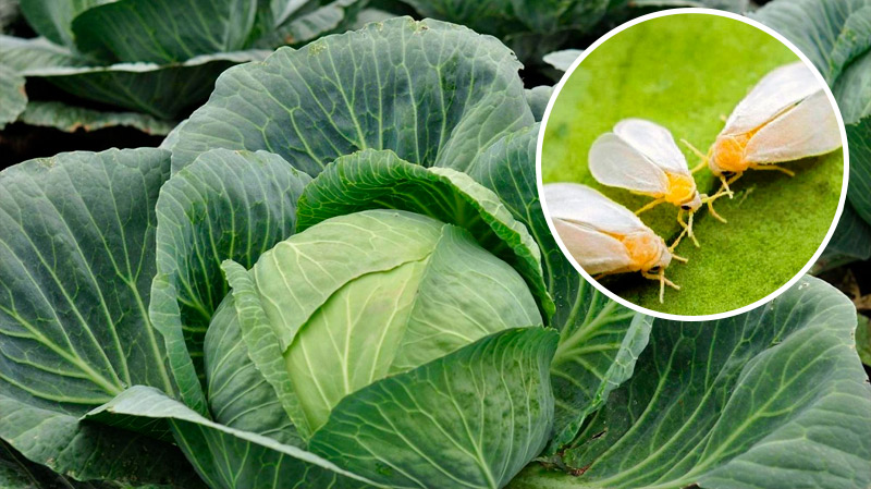 Как избавиться от белокрылки без химии: эффективные советы для капусты