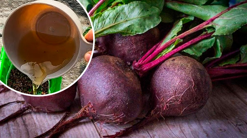 3 летние подкормки для свёклы, чтобы выросла крупной и сочной