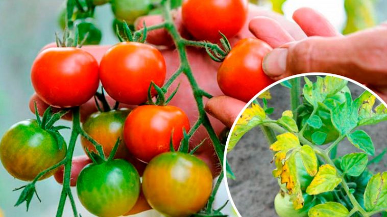 Почему желтеют листья у помидоров и как избежать потери урожая