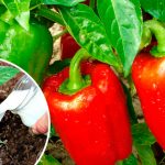 🌱 Подкормите перец молоком — и к концу лета соберёте ведро урожая! 15 kru 10
