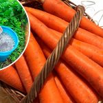 Подкормка моркови в июне: какое удобрение нужно внести для увеличения урожая 14 Подкормка моркови в июне: какое удобрение нужно внести для увеличения урожая