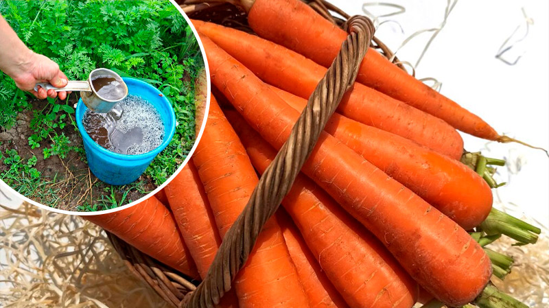 Подкормка моркови в июне: какое удобрение нужно внести для увеличения урожая