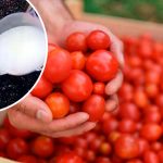 Беру мыло и чеснок — и мои помидоры радуют отличным урожаем! 13 Беру мыло и чеснок — и мои помидоры радуют отличным урожаем!