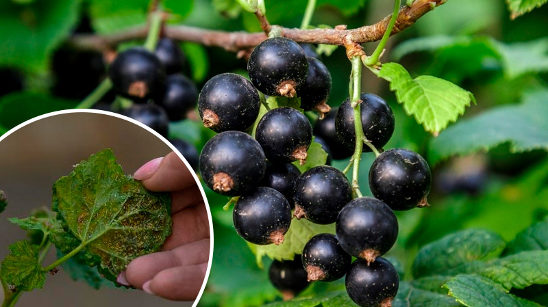 Тля на смородине: три простых народных метода, которые помогут спасти урожай