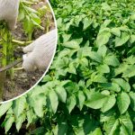 Почему важно вовремя скашивать ботву картофеля 11 Почему важно вовремя скашивать ботву картофеля