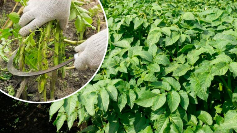 Почему важно вовремя скашивать ботву картофеля