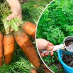 Подкормите морковь этим простым средством летом — и соберёте ровные, крупные корнеплоды! 11 Подкормите морковь этим простым средством летом — и соберёте ровные, крупные корнеплоды!