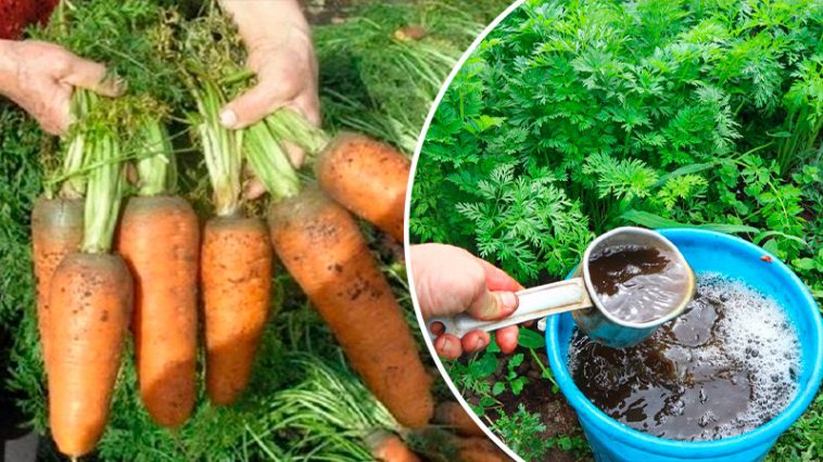 Подкормите морковь этим простым средством летом — и соберёте ровные, крупные корнеплоды!