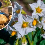 Чем подкормить картофель после цветения, чтобы клубни были крупными 12 Чем подкормить картофель после цветения, чтобы клубни были крупными