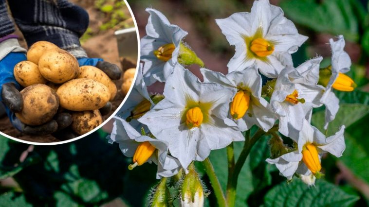 Чем подкормить картофель после цветения, чтобы клубни были крупными