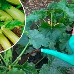 Огромное спасибо бабушке за её мудрый совет! После её рекомендации с каждого куста собираю целый ящик сочных кабачков 11 Огромное спасибо бабушке за её мудрый совет! После её рекомендации с каждого куста собираю целый ящик сочных кабачков