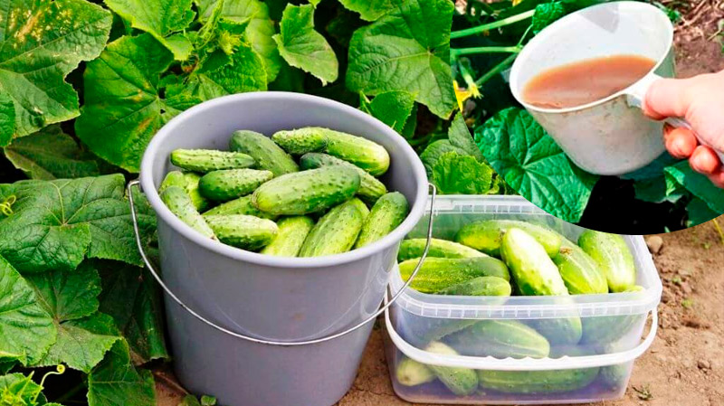 Ингредиент для полива огурцов, который обеспечит богатый урожай