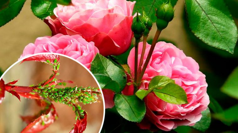 Тля больше не побеспокоит ваши розы: действенные и доступные методы защиты