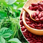 Как получить щедрый урожай сладкой фасоли: проверенный метод 🌱 14 kru 9