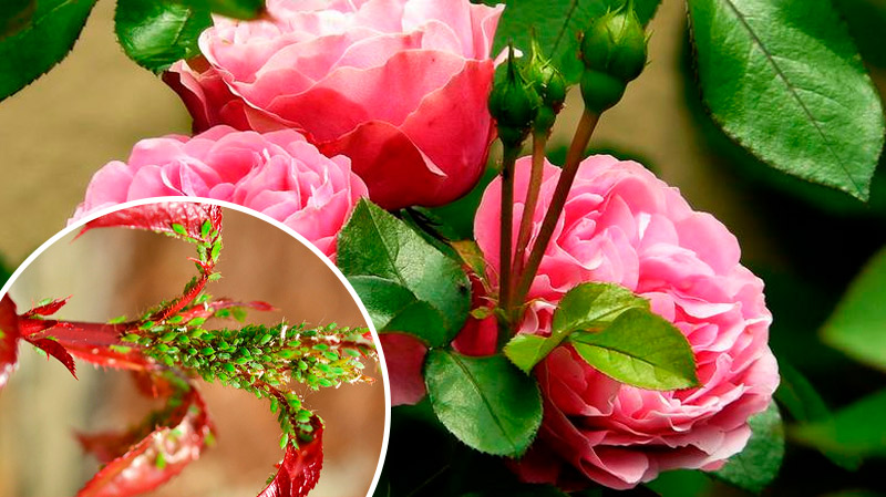 Тля больше не побеспокоит ваши розы: действенные и доступные методы защиты