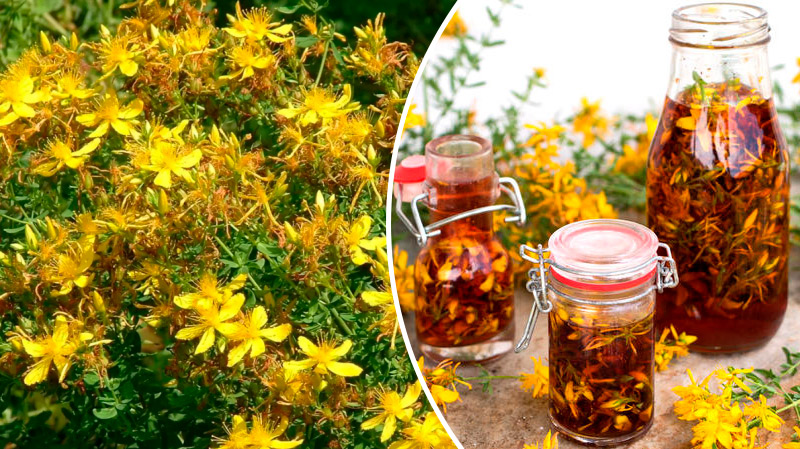 7 рецептов лечения зверобойным маслом: старинное средство от тяжёлых недугов