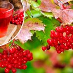 Не едите калину? Напрасно! 18 Не едите калину? Напрасно!