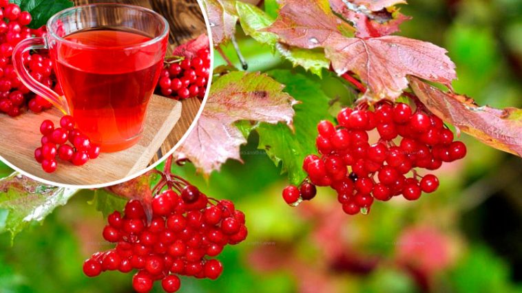 Не едите калину? Напрасно!