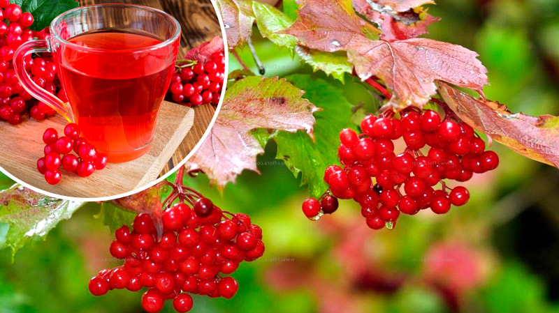 Не едите калину? Напрасно!