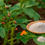 Два надёжных способа спасти картошку от колорадского жука 14 Два надёжных способа спасти картошку от колорадского жука