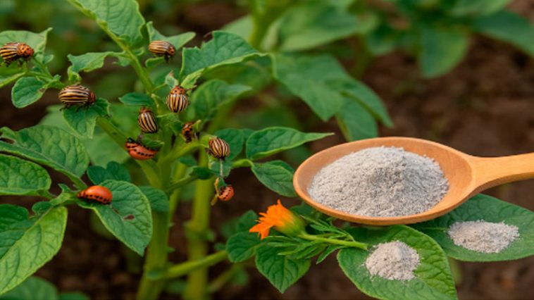 Два надёжных способа спасти картошку от колорадского жука