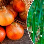 Как не допустить стрелкования лука: советы для хорошего урожая 13 Как не допустить стрелкования лука: советы для хорошего урожая