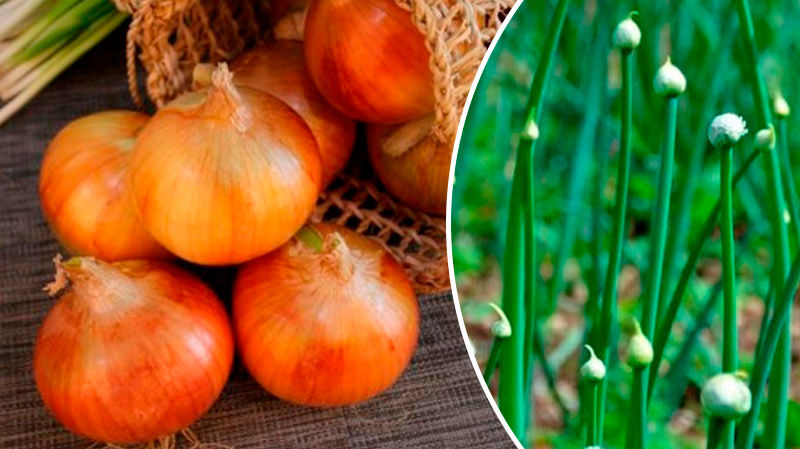 Как не допустить стрелкования лука: советы для хорошего урожая