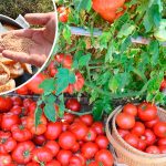 Подкормите помидоры хлебом в июне — и получите крепкие кусты и богатый урожай 13 Подкормите помидоры хлебом в июне — и получите крепкие кусты и богатый урожай