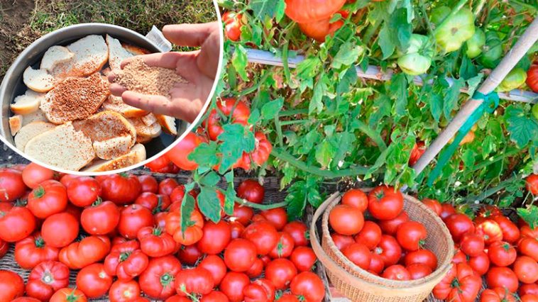 Подкормите помидоры хлебом в июне — и получите крепкие кусты и богатый урожай