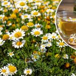 Ромашка — природное лекарство. Успейте заготовить это ценное растение! 12 Ромашка — природное лекарство. Успейте заготовить это ценное растение!