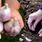 После каких культур лучше сажать озимый чеснок, чтобы получить богатый урожай 13 После каких культур лучше сажать озимый чеснок, чтобы получить богатый урожай