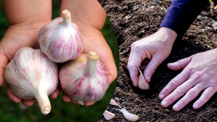 После каких культур лучше сажать озимый чеснок, чтобы получить богатый урожай