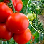 Каждый год мои помидоры радуют отличным урожаем — всё благодаря этому простому и эффективному удобрению. Делюсь с вами своим опытом! 14 Каждый год мои помидоры радуют отличным урожаем — всё благодаря этому простому и эффективному удобрению. Делюсь с вами своим опытом!