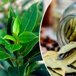 Дар от природы: лавровый лист, спасающий от давления, диабета и головной боли